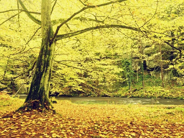 Fiume d'autunno. sponda del fiume autunno colorato a ruscello rapido, sotto alberi secolari dorati — Foto Stock