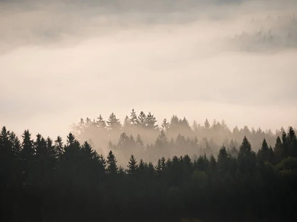 Herfst zonsopgang. Diepe bossen in een mooi heuvelachtig landschap binnen inversie weer. — Stockfoto