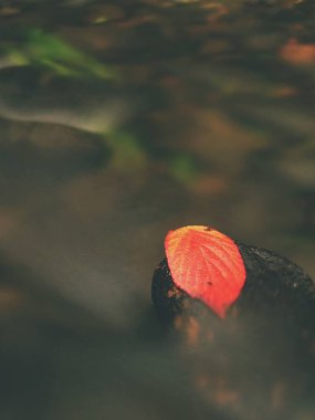 Ahududu kırmızı yaprak. Kırık kırmızı turuncu yaprak akışı Rapids siyah taş yakaladı. Baloncuklar gümüş çizgiler