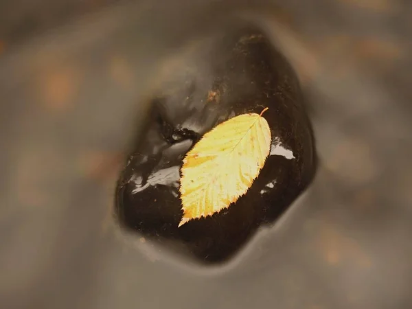 黄橙腐烂的老山毛榉叶, 在冰冷模糊的河水中的玄武岩石上, 第一个象征秋天. — 图库照片