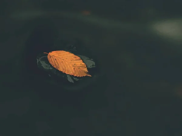 Folha de faia laranja em pedra escorregadia escura em água fria . — Fotografia de Stock