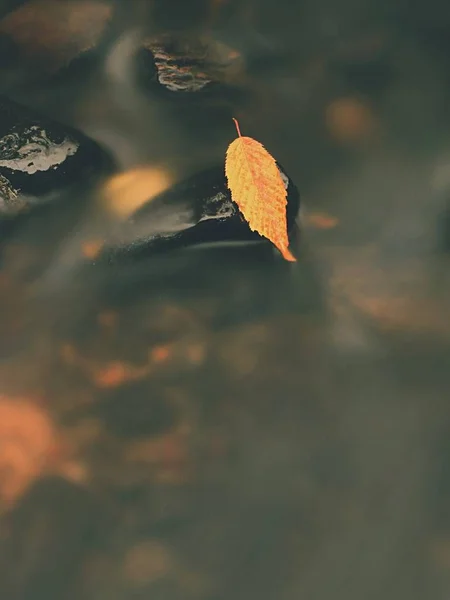 Yellow orange  rotten old beech  leaf on basalt stone in cold blurred water of mountain river, first symbol of fall. — Stock Photo, Image