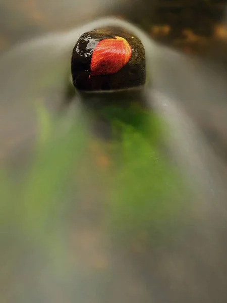 라스베리의 붉은 잎 깨진된 붉은 오렌지 잎 스트림 급류에 검은 돌에 잡. 거품의 실버 라인 — 스톡 사진