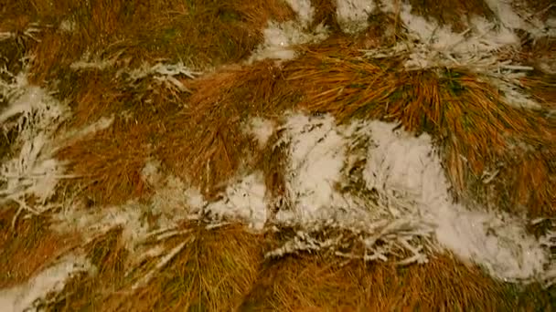 풀밭에서 산책입니다 냉동된 잔디와 나뭇잎 램프에 오르는 — 비디오