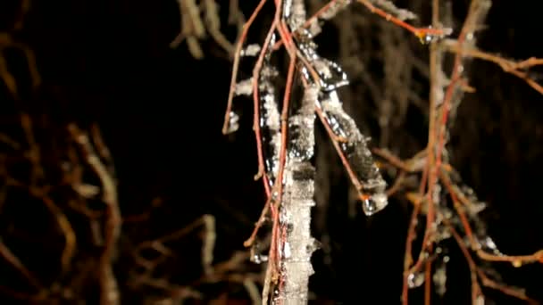 Night Frost Covered Twiigs Branches Tree Blades Ice Shining Icy — Stock Video