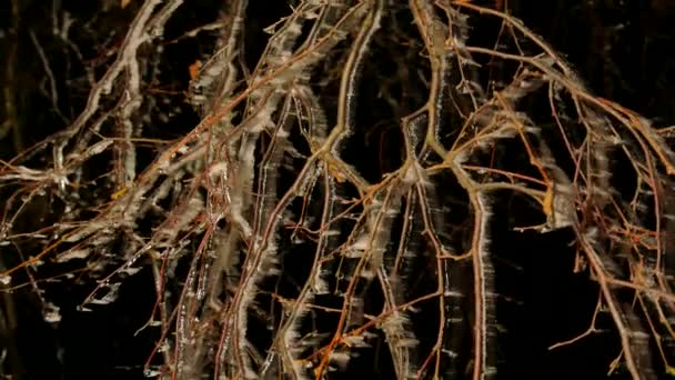 Givre Nocturne Couvrait Les Rameaux Les Rameaux Arbres Avec Des — Video