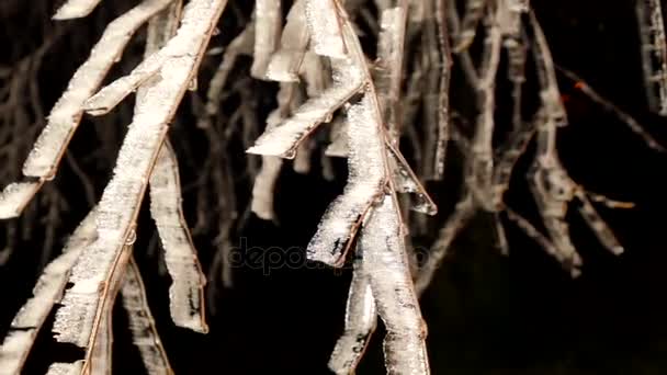 Las Heladas Nocturnas Cubrían Ramitas Ramas Árbol Con Hojas Hielo — Vídeos de Stock