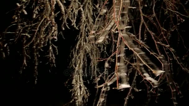 氷のような木の枝は 夜間凍結風にゆれます 小枝の上に氷を輝く氷カバーの木の樹皮 — ストック動画