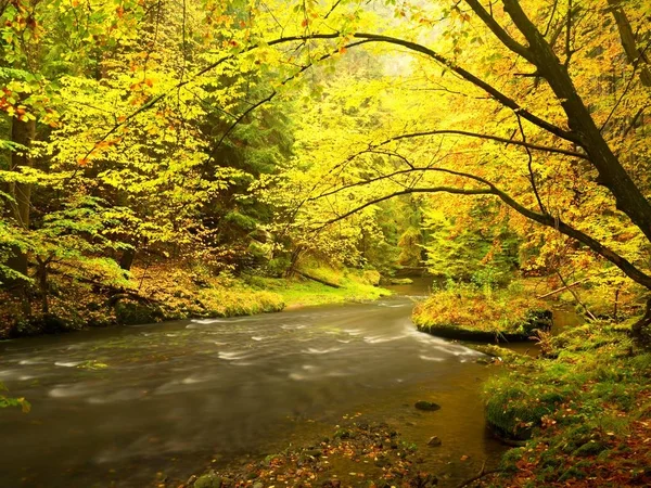 Río Fall. Bosque árboles de otoño por el arroyo de montaña, encantador — Foto de Stock