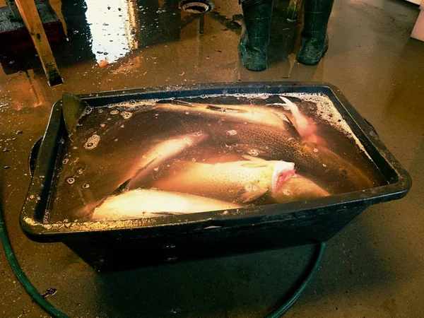 地板上有新鲜鱼类的塑料盒 — 图库照片