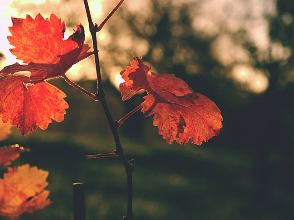 Cluse widok w winnicy krasowe w jesiennych kolorach o zachodzie słońca. Cienie czerwony pomarańczowy do liści — Zdjęcie stockowe