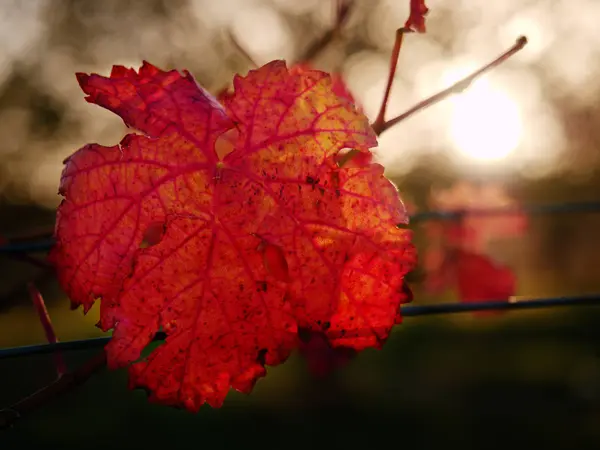 Vue dégagée au vignoble carst aux couleurs automnales au coucher du soleil. Ombres des feuilles rouge foncé orange — Photo