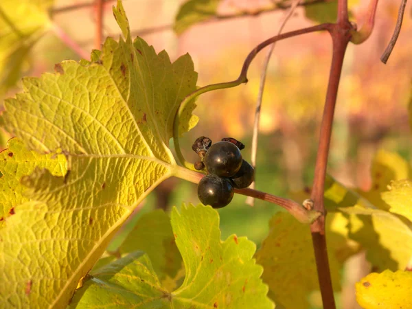 Szczegółowy widok mrożonych winogron winorośli w winnicy w jesieni. — Zdjęcie stockowe