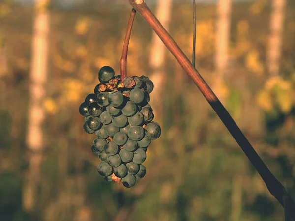 The vine grapes in vintage autumn before harvest, ripening on ice wine — Stock Photo, Image