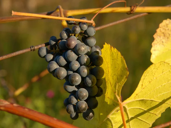 Vindruvor vintage hösten innan skörd, mognadsprocessen på ice wine — Stockfoto