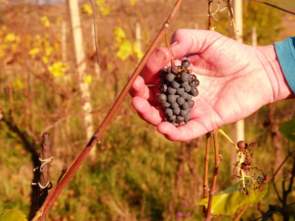 Wine grower control vine grapes after the first frost in vineyard. Autumn season of vine making — Stock Photo, Image