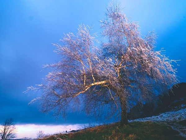 I rami degli alberi ghiacciati ondeggiano nel vento gelido di notte. Shinning ghiaccio su ramoscelli, sui rami , — Foto Stock