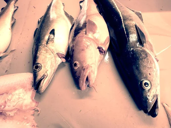 屠宰者桌上的鱼工人清洁和覆盖新鲜的海鳕鱼 — 图库照片