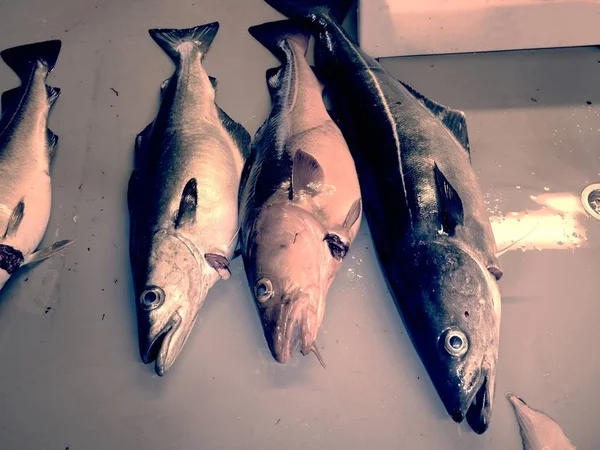 Krutý osud severské ryb. Čerstvě ulovené treska tmavá na desce plastové jatek — Stock fotografie