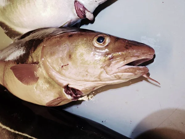 Il merluzzo carbonaro sul bordo del macellaio con altre catture. L'ultimo pesce che apre bocca — Foto Stock