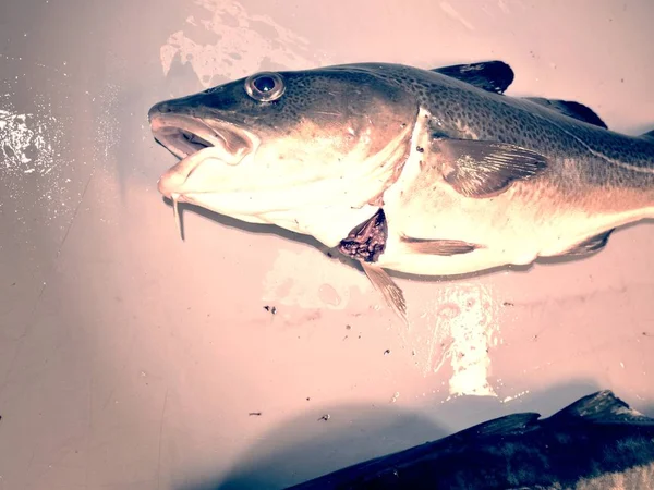 Krutý osud severské ryb. Čerstvě ulovené treska tmavá na desce plastové jatek — Stock fotografie