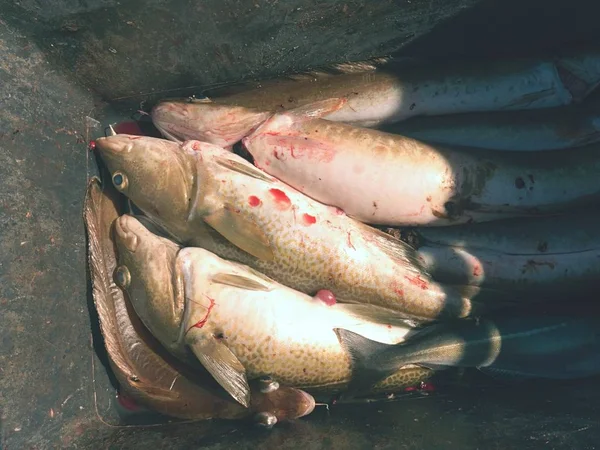 Čerstvě zabito cod ryby do plastové krabice s trochu krvavé vody. Vypouštění ryb v krvi. — Stock fotografie
