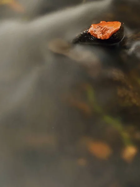 Herbstfluß. todesgelbes Ahornblatt auf Basaltstein im kalten Wasser des Flusses — Stockfoto