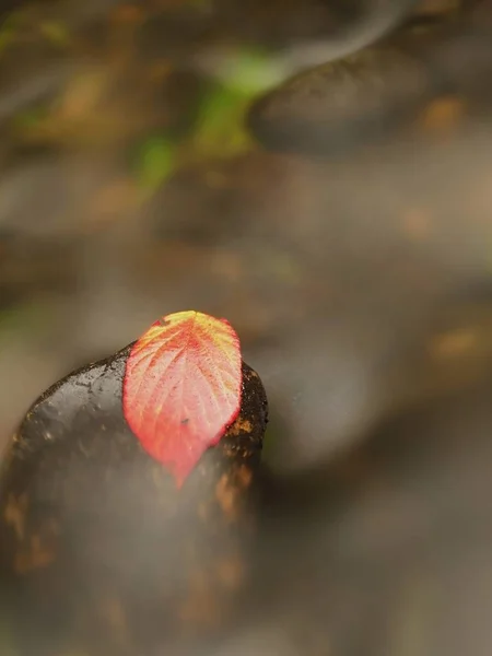 Thorny raspberry leaf caught on wet stone. Lleaves trapped in middle of mountain stream. — Stock Photo, Image