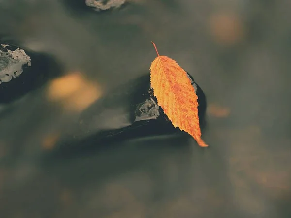 Žlutá oranžová shnilé staré bukové list na čedičový kámen ve studené rozmazané vodě horské řeky, první symbol pádu. — Stock fotografie