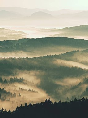 Manzara muhteşem ağır siste. Peyzaj sonbahar kremsi sis. 