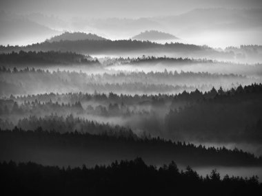 Manzara muhteşem ağır siste. Peyzaj sonbahar kremsi sis. 