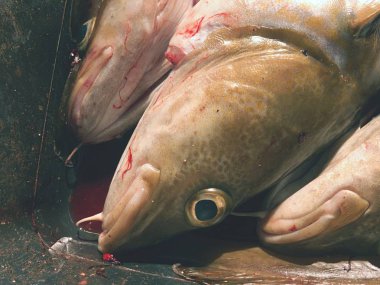 Taze morina balığı içinde siyah plastik krater ile diğer yakalar yakaladı. Balık açılış ağız