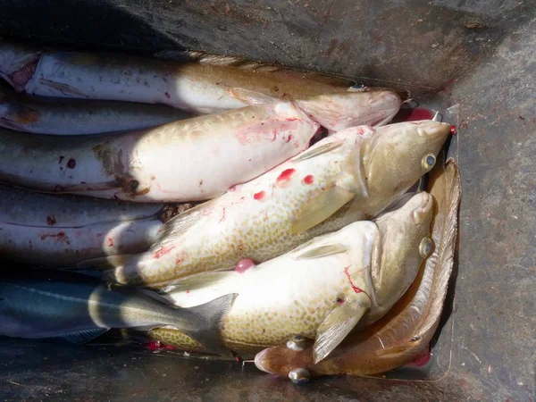 Čerstvě ulovené ryby treska v Černé plastové bedny s dalšími úlovky. Otevírání úst ryb — Stock fotografie