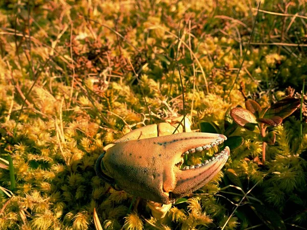 Griffe de crabe. Griffe cassée et sèche isolée sur pierre mousseuse. Lieu où les mouettes nourrissent leurs captures . — Photo