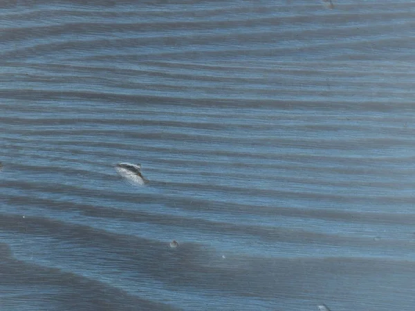 O velho tampo da mesa, desgastado manchado azul marinho com tons. Estrutura fina de madeira de cereja s — Fotografia de Stock