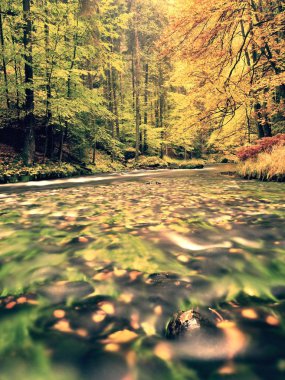 Renkli sonbahar woods ve tabiatı nehirde dağ arasında yürümek. Sonbahar orman 