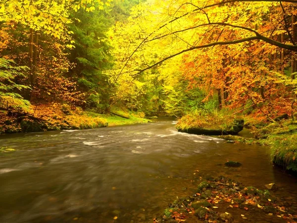 Jesienne strumienia w czerwony drewno w deszczowy dzień. Creek jesień w lesie. — Zdjęcie stockowe