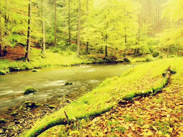 Renkli sonbahar orman mantar ile büyümek dağ nehir üzerinde düşmüş gövde üzerinde. — Stok fotoğraf