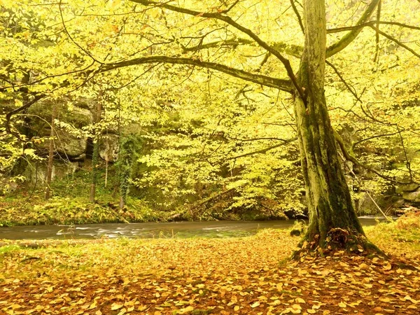 Podzimní stream z červeného dřeva na deštivý den. Podzimní potok v lese. — Stock fotografie