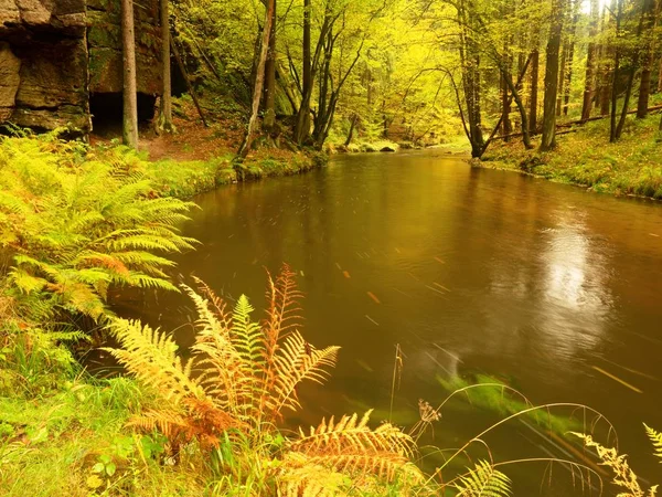 Höstliga naturen. Vackra höst skogen med mountain river och färgglada träd — Stockfoto