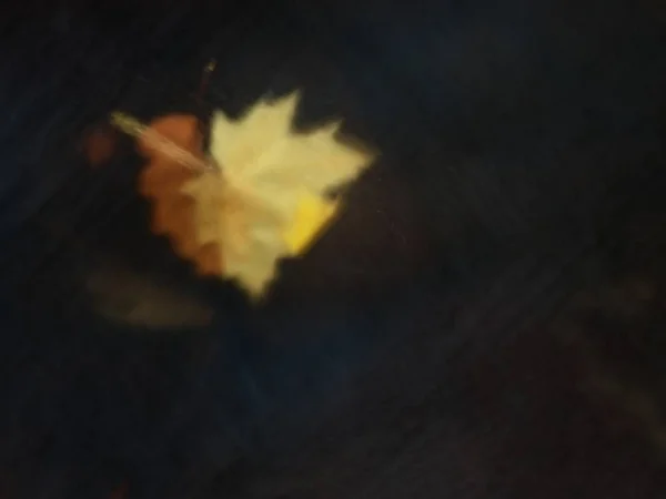 The first colorful leaf from maple tree on basalt stones in blurred water of mountain river. — Stock Photo, Image