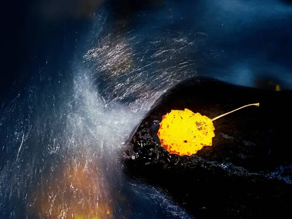 Foglia di pioppo tremulo giallo brillante. Bella foglia gialla rotta su pietra bagnata in acqua sfocata del torrente di montagna — Foto Stock