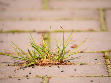 Kaldırım taşı kaldırım patika bir avuç çimen, beton kömür topakları. Eski taş yolu dokusuna