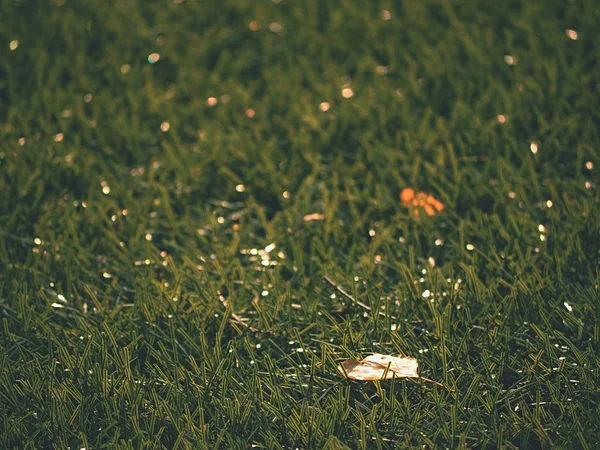 Зеленый футбол. Конец футбольного сезона. Сухие листья упали на землю из пластика футбольного поля . — стоковое фото