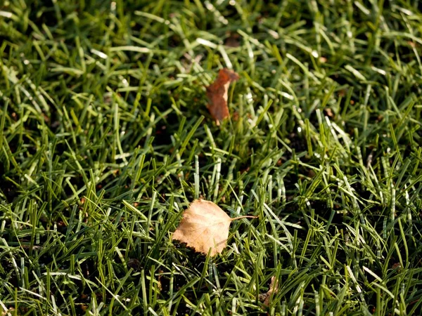 Verde fútbol. Fin de la temporada de fútbol. Hojas secas caídas en el suelo de césped de fútbol de plástico . —  Fotos de Stock
