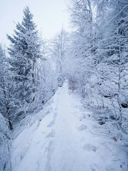 Forêt hivernale en neigeant. Arbres enneigés dans un parc d'hiver sombre et brumeux. Promenade du soir — Photo