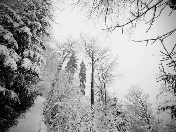 Diminution du sentier enneigé à travers une forêt. Forêt sombre et brumeuse d'hiver à flanc de colline — Photo