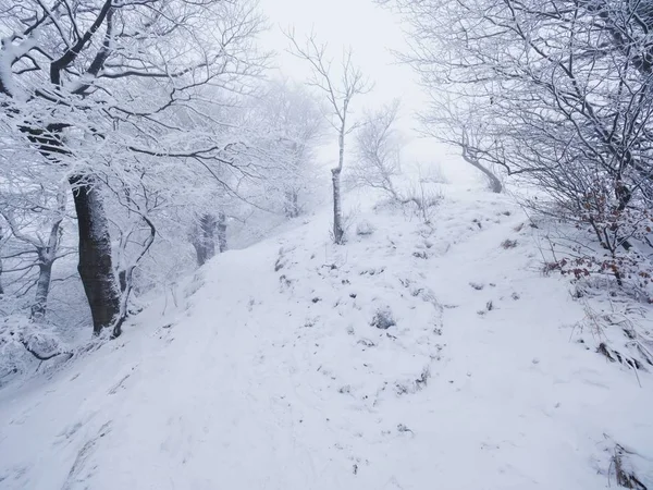 Diminution du sentier enneigé à travers une forêt. Forêt sombre et brumeuse d'hiver à flanc de colline — Photo