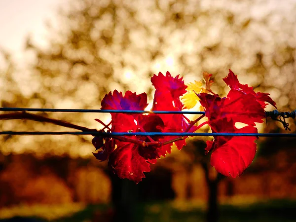 Dark orange red leaves on grapevine plants in vinery, last warm sun rays — Stock Photo, Image