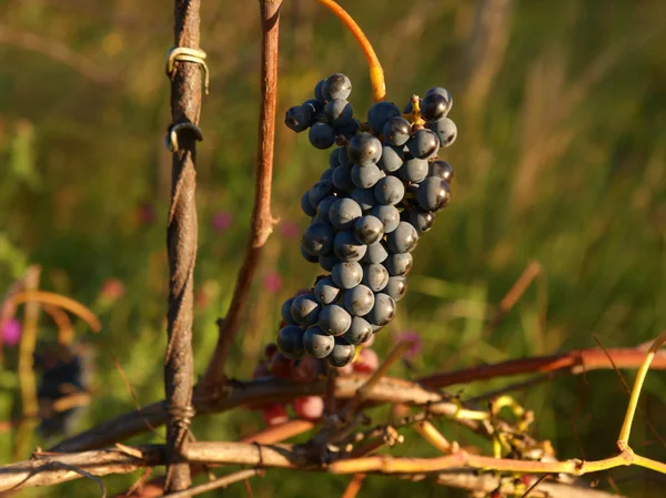 The vine grapes in vintage autumn before harvest, ripening on ice wine — Stock Photo, Image